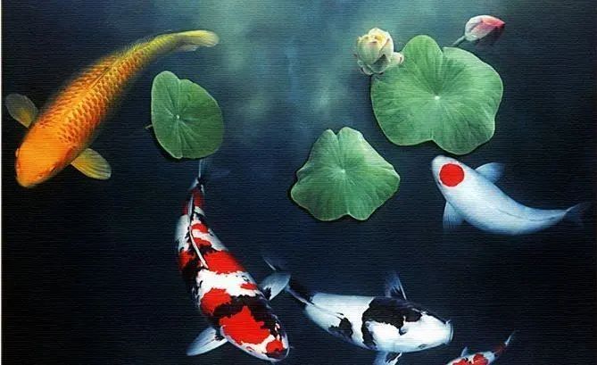 养鱼有忌讳吗?为什么有人养了风水鱼处境却更糟糕了?