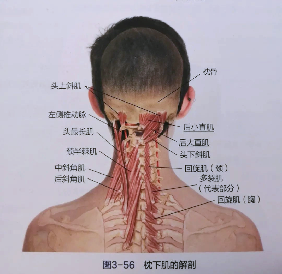 如何通过放松枕下肌群改善颈椎健康