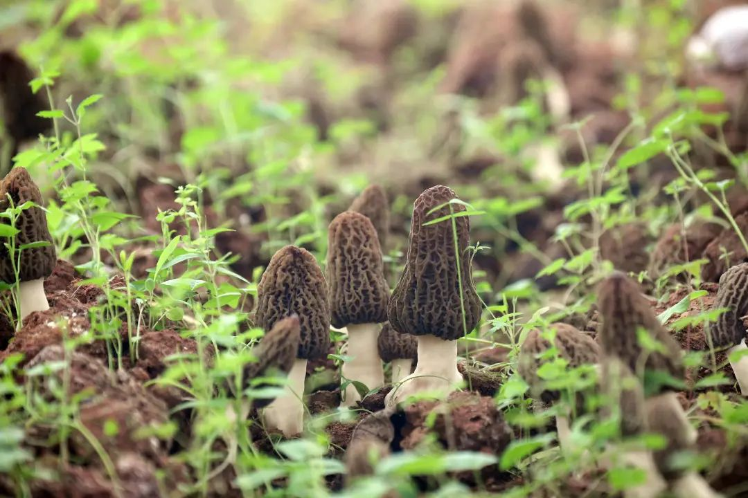 成都金堂羊肚菌基地图片