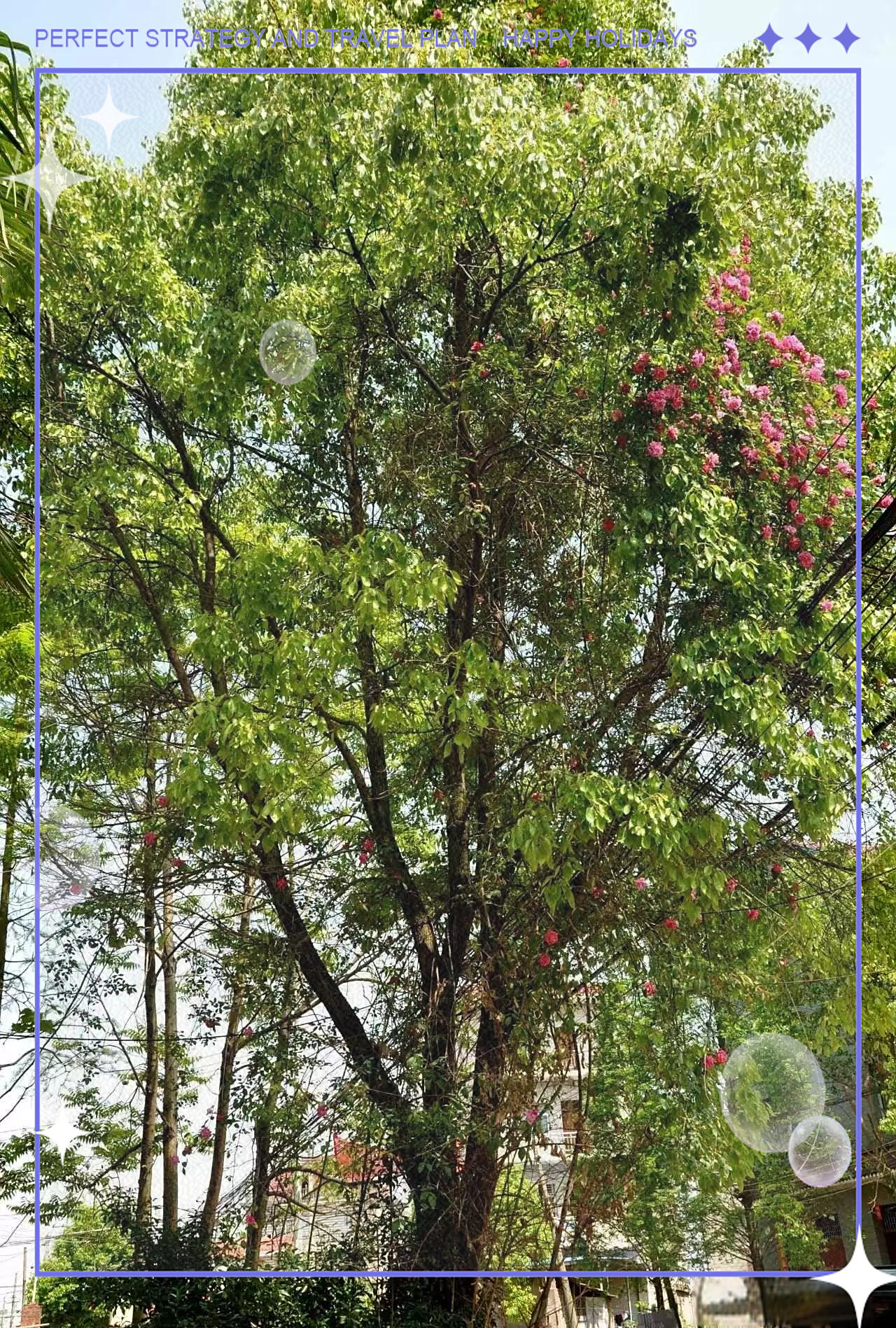 20年香樟树开红花,引发热议