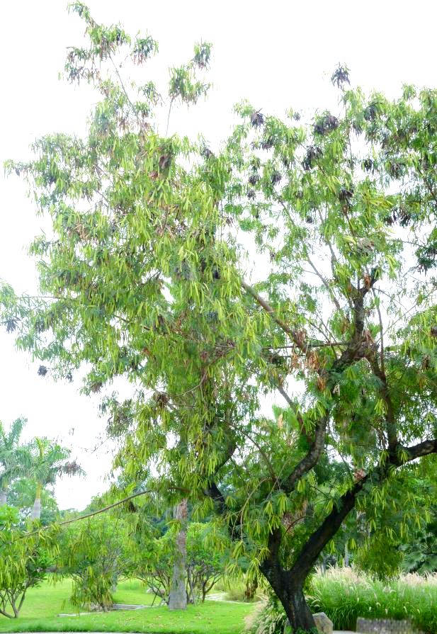 银合欢:一种生长迅速且繁殖能力强的热带植物