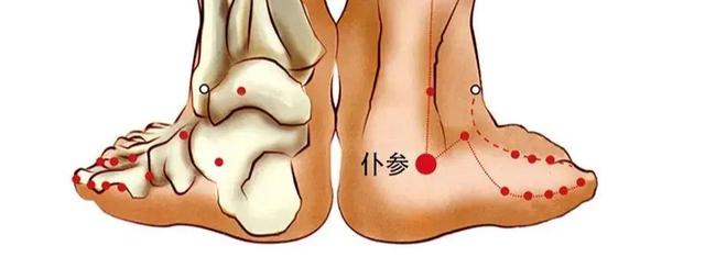 仆参的准确位置图图解图片