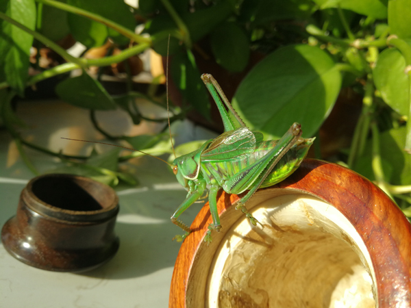 野生蝈蝈吃什么?