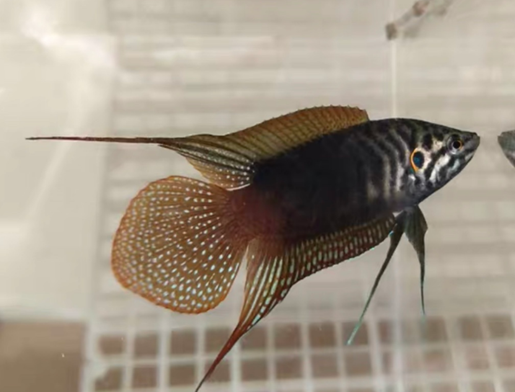 圆尾斗鱼怎么分公母?圆尾斗鱼多大能繁殖?