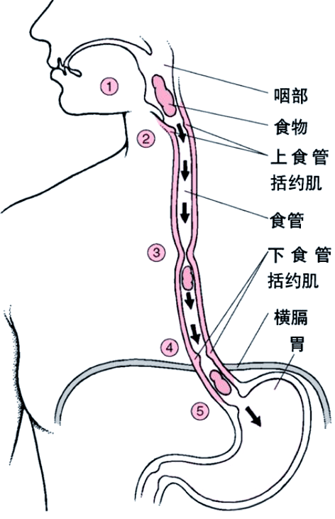 饮水温度与食管癌风险:喝热水需谨慎,选择合适温度更健康