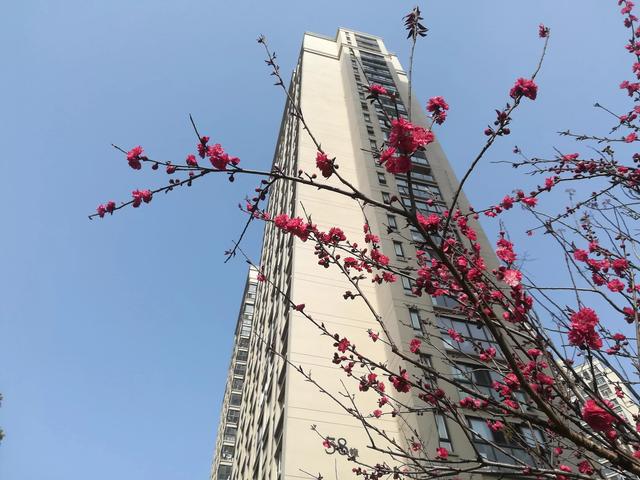 墙角一枝梅,含香独自开