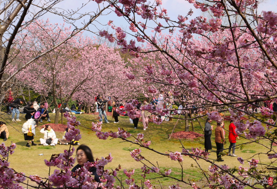 顾村公园里,有人提前为上海樱花节预热