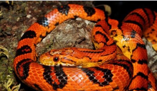 没想到吧原色玉米蛇就有那么多品种