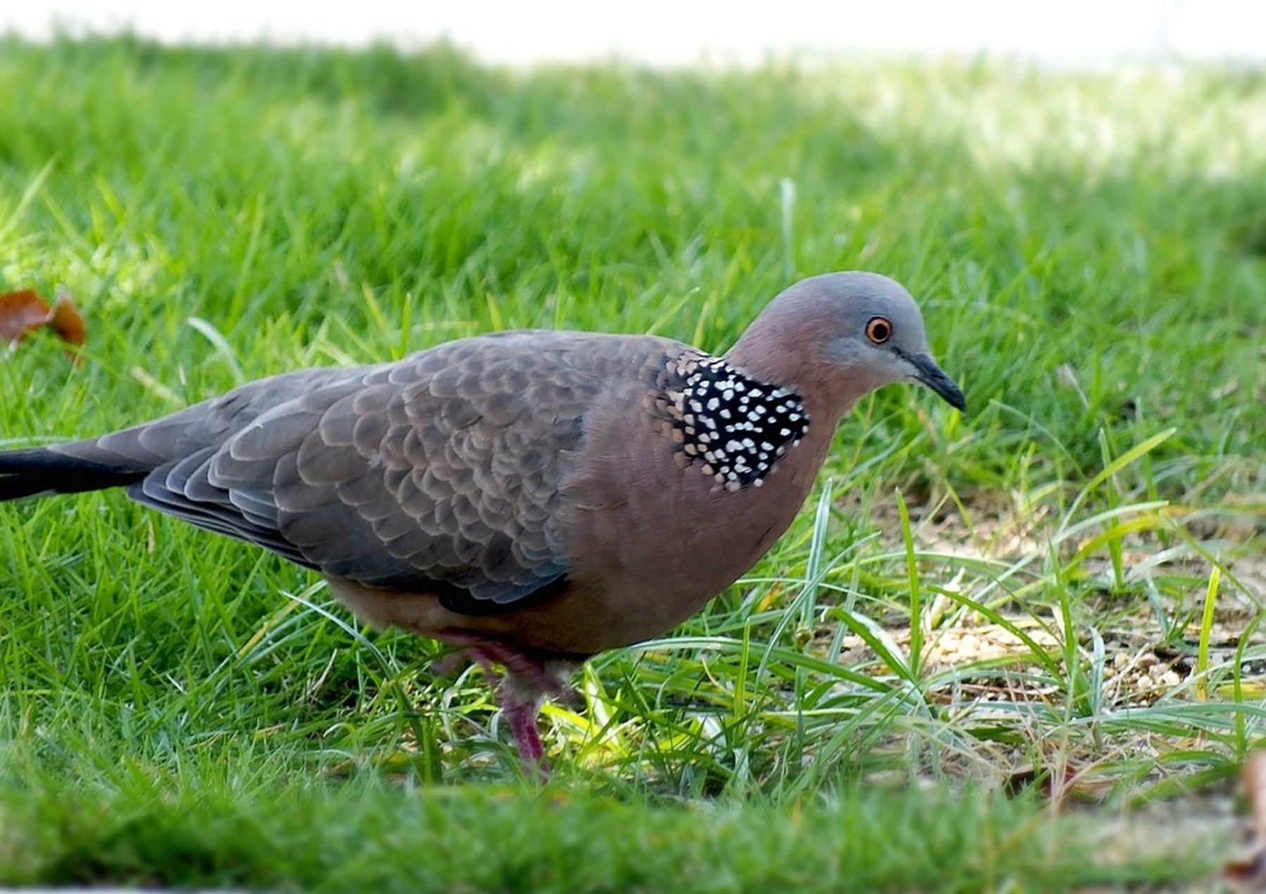 怎么饲养野斑鸠?