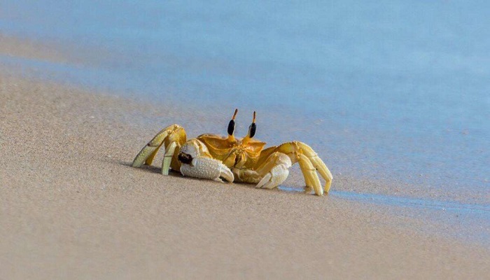 螃蟹为什么会吐泡泡