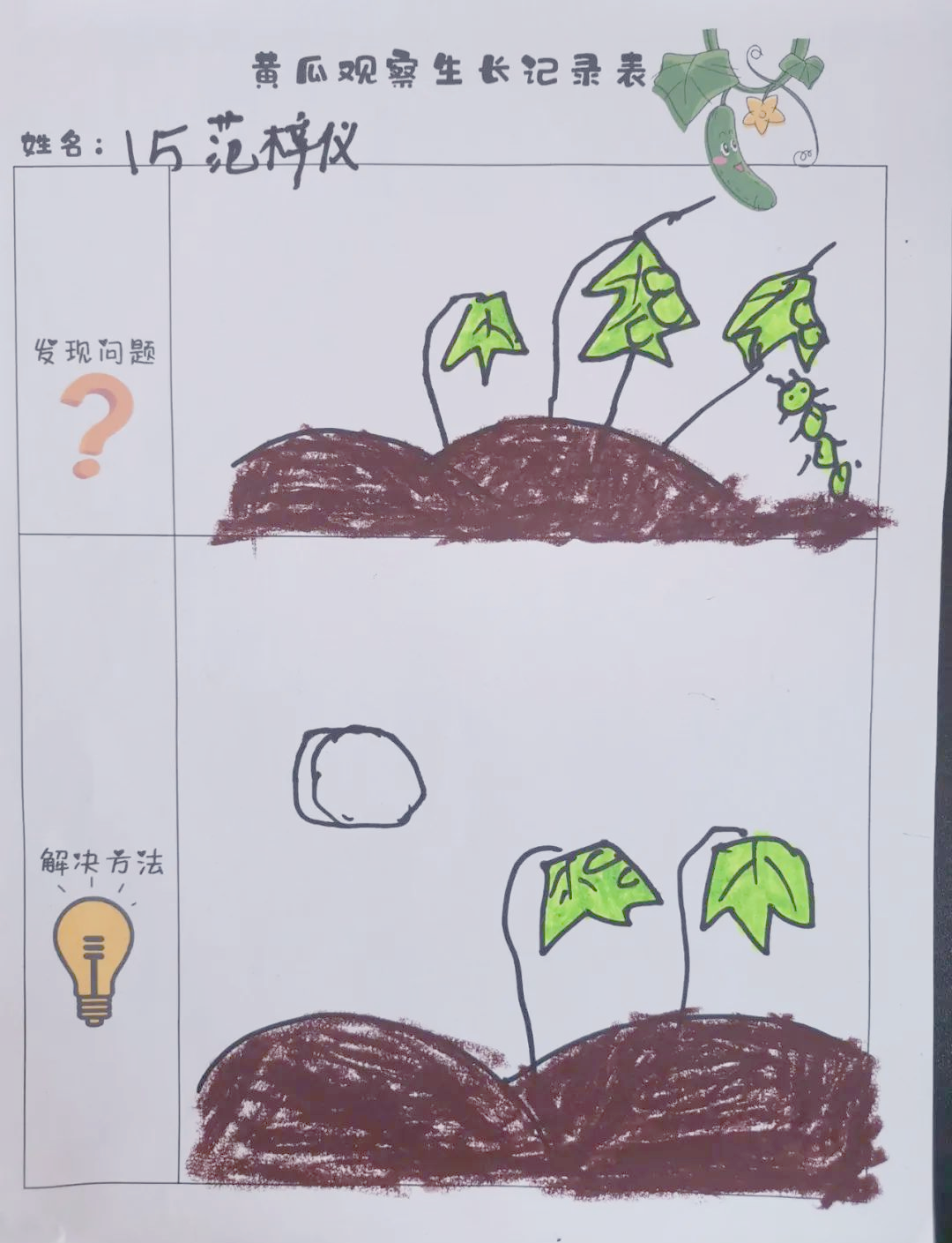 幼儿园"瓜田月下"课程:黄瓜生长全记录