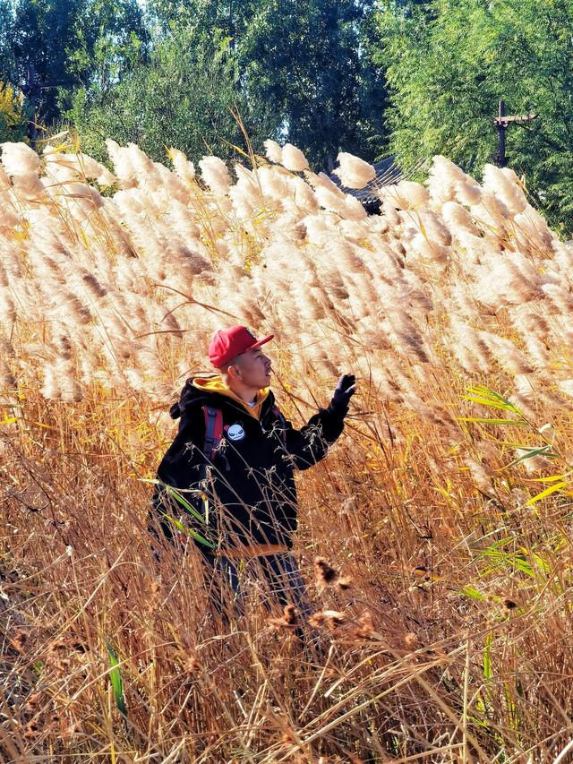 芦苇种植北京图片