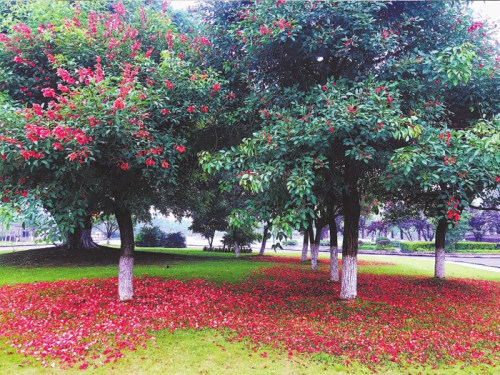 姹紫嫣红花满地