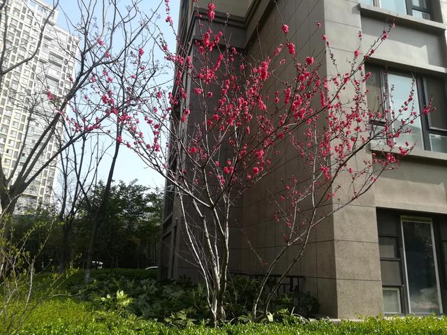 墙角一枝梅,含香独自开