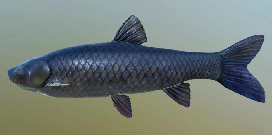 青鱼:寿命长达20年,体型庞大的"鱼界大胃王"