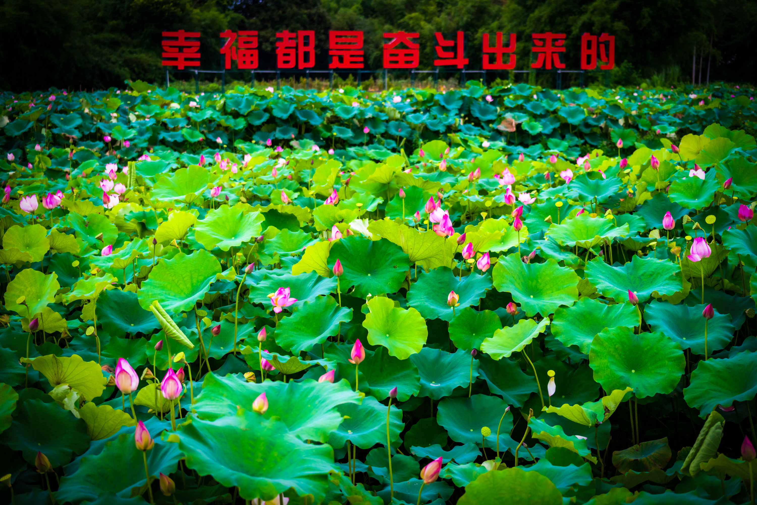 行摄|博罗石坝镇三嘉村百亩荷花园赏荷