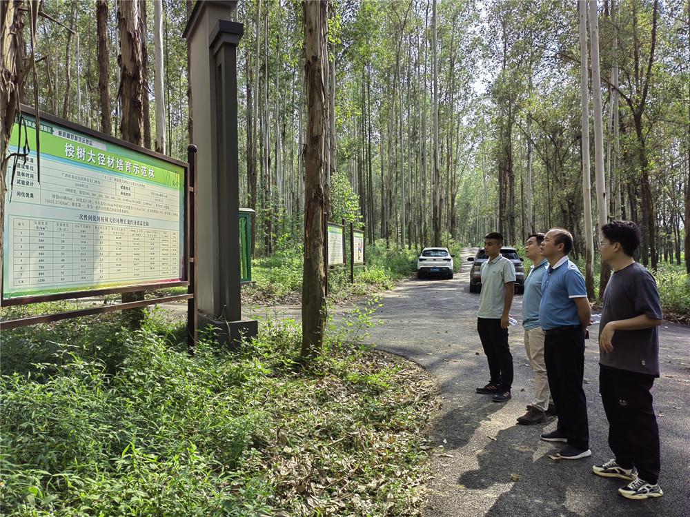 广西东门桉树苗基地图片