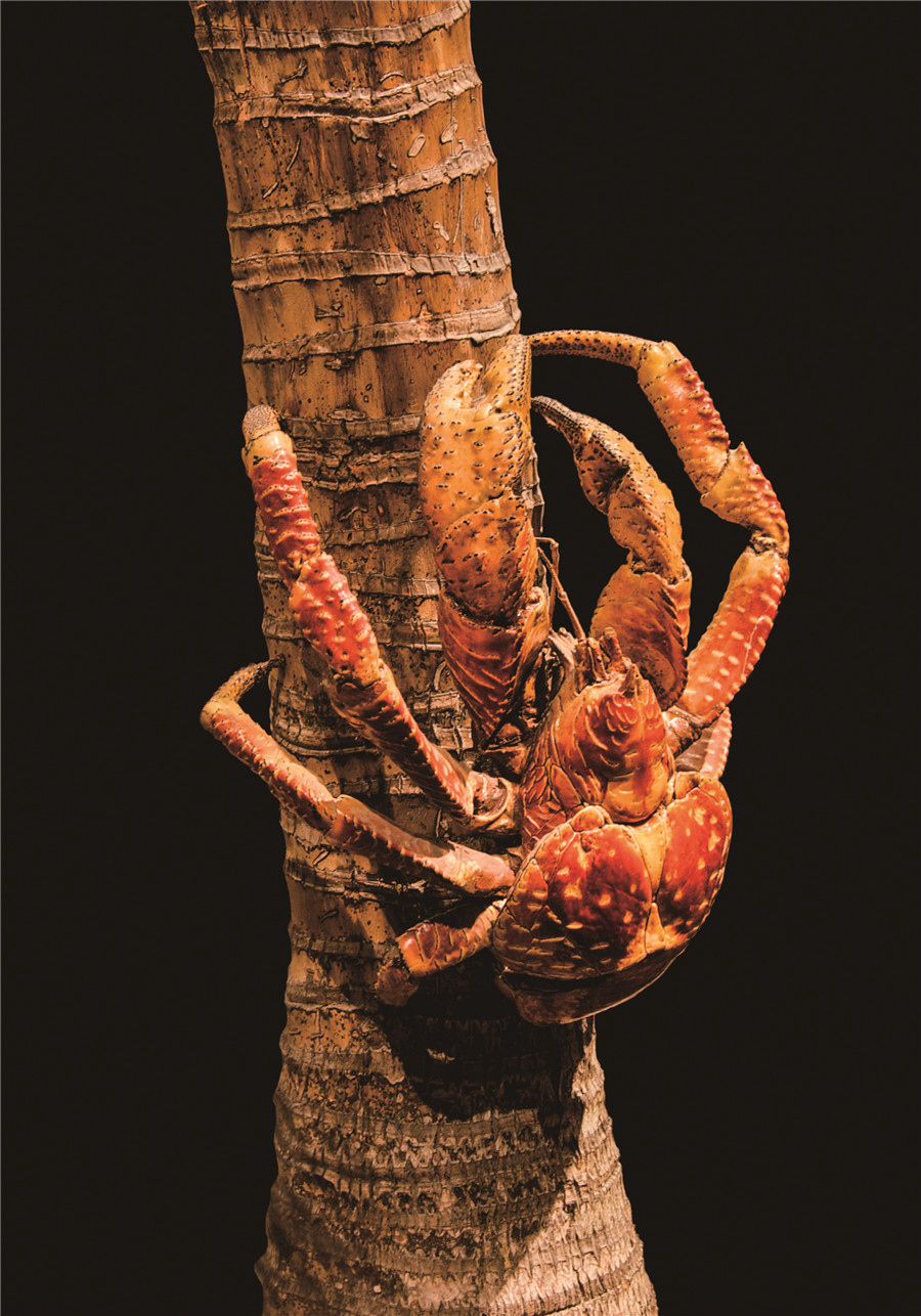 世界上最大的陆生蟹,能爬树开椰子,却在当地的餐桌上苦苦挣扎