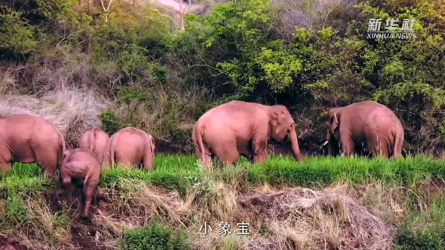 公益mv《小象宝》