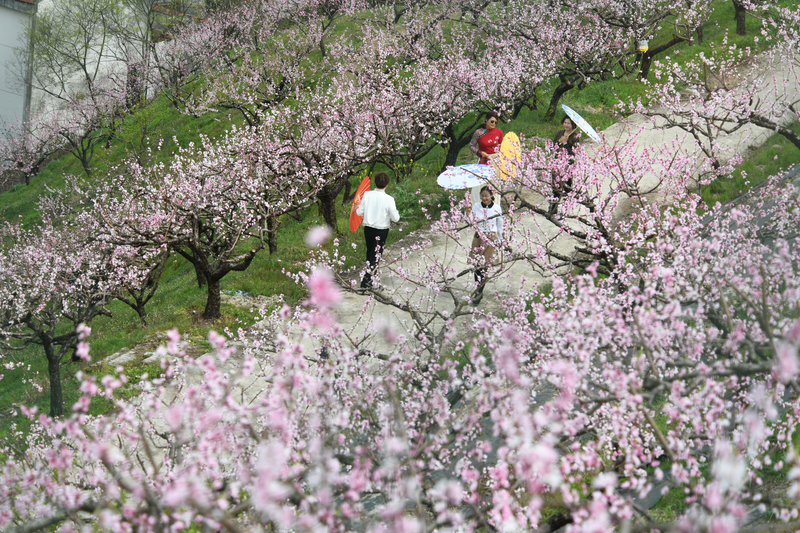 金华源东桃花节图片