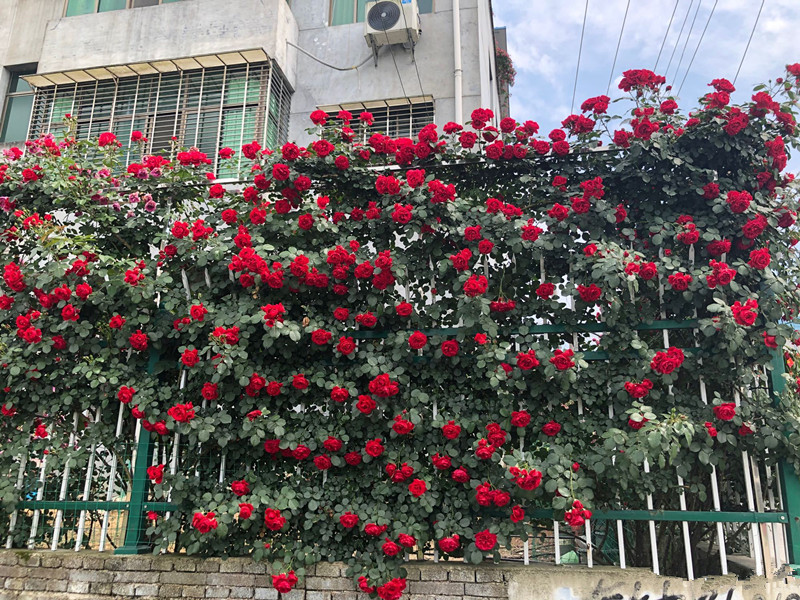 李子柒的红色月季花墙,是这个品种,好养易打理,你也能拥有