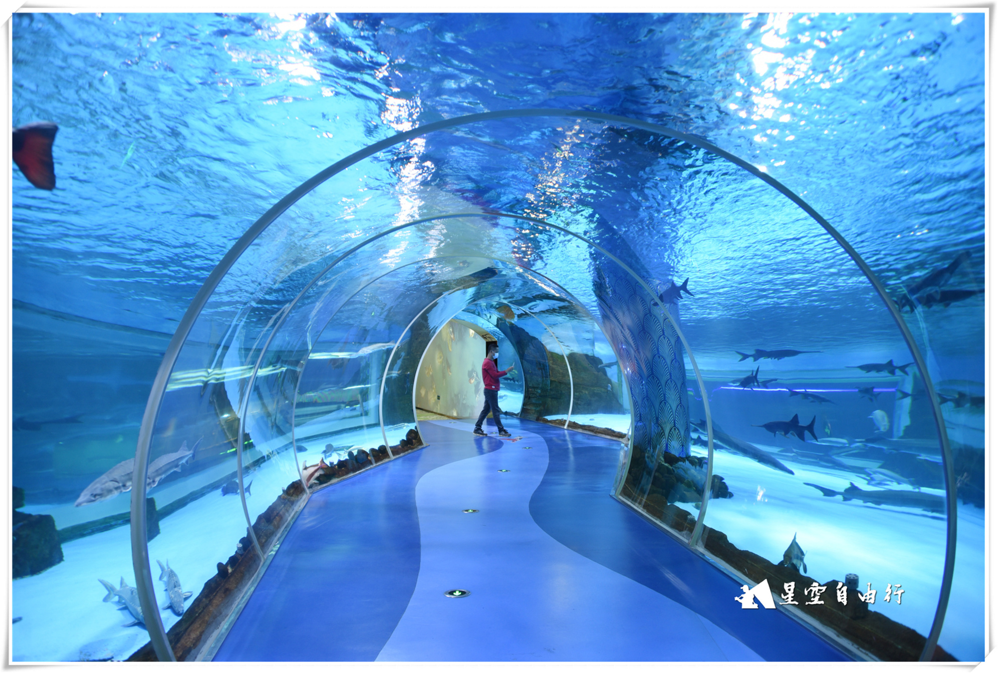 惊喜!水底世界飞跃湄公河,这里有你没见过的西双版纳密林美景!