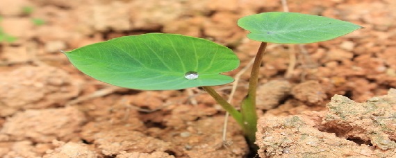 芋头旁边长的小苗要不要除了