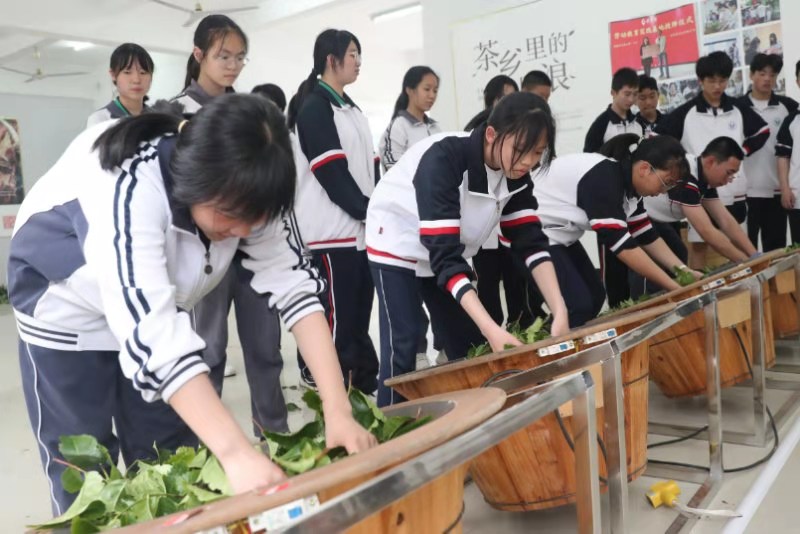 福建:武夷山 手工制茶上课堂 茶乡教育更出彩