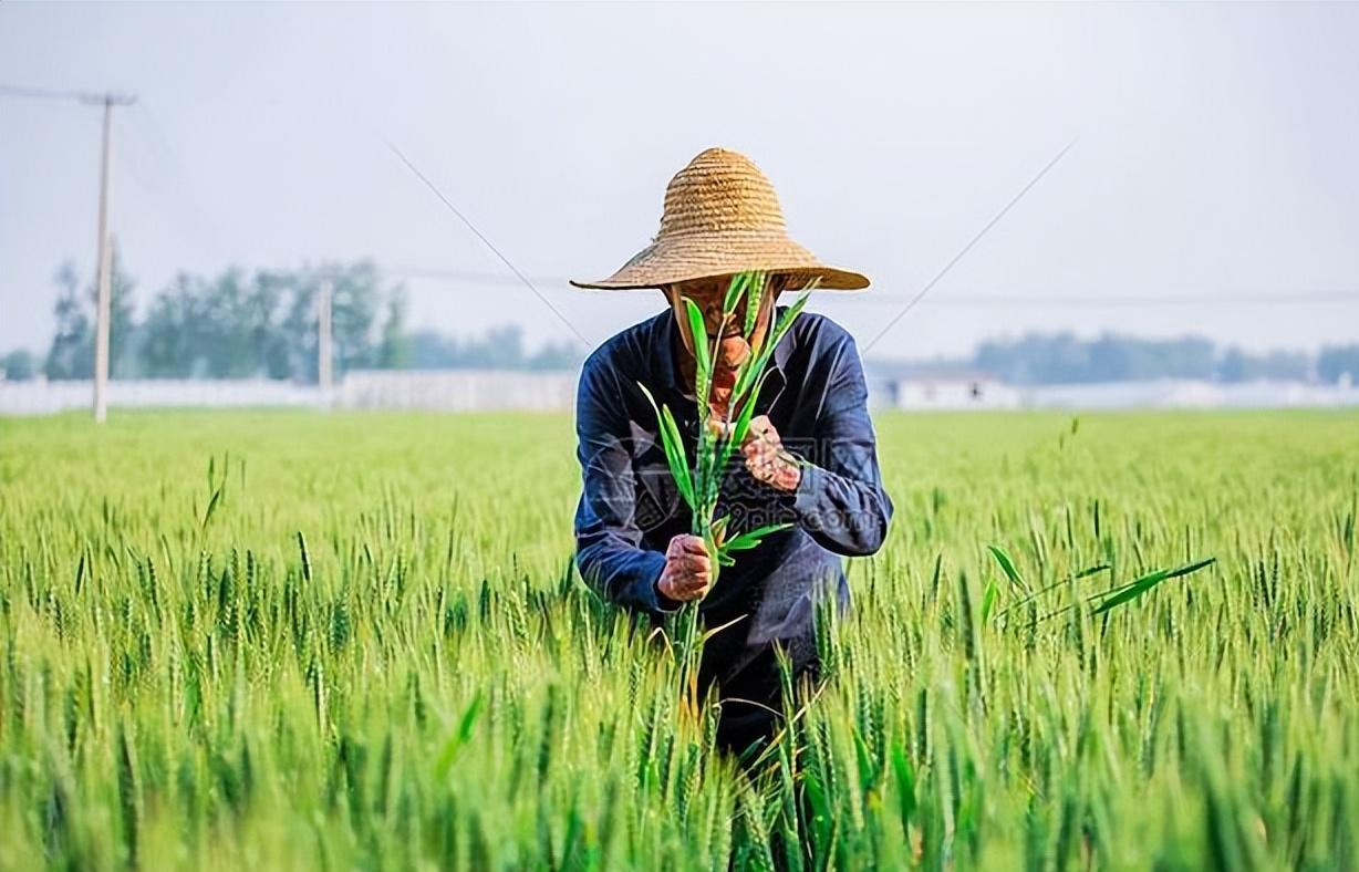 农民种田要考证引发热议!到底是怎么回事,农民种田该如何考证?