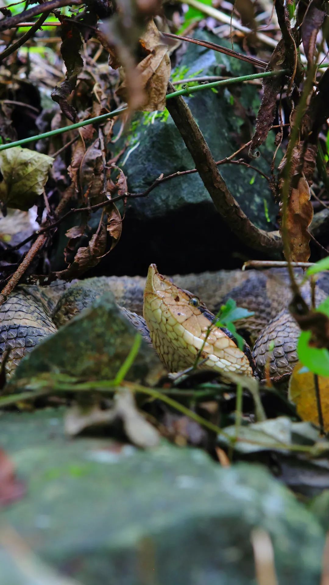 胆小慎入!蛇年说蛇:除了永州异蛇,湖南特有的"蛇中熊猫"你知道么?