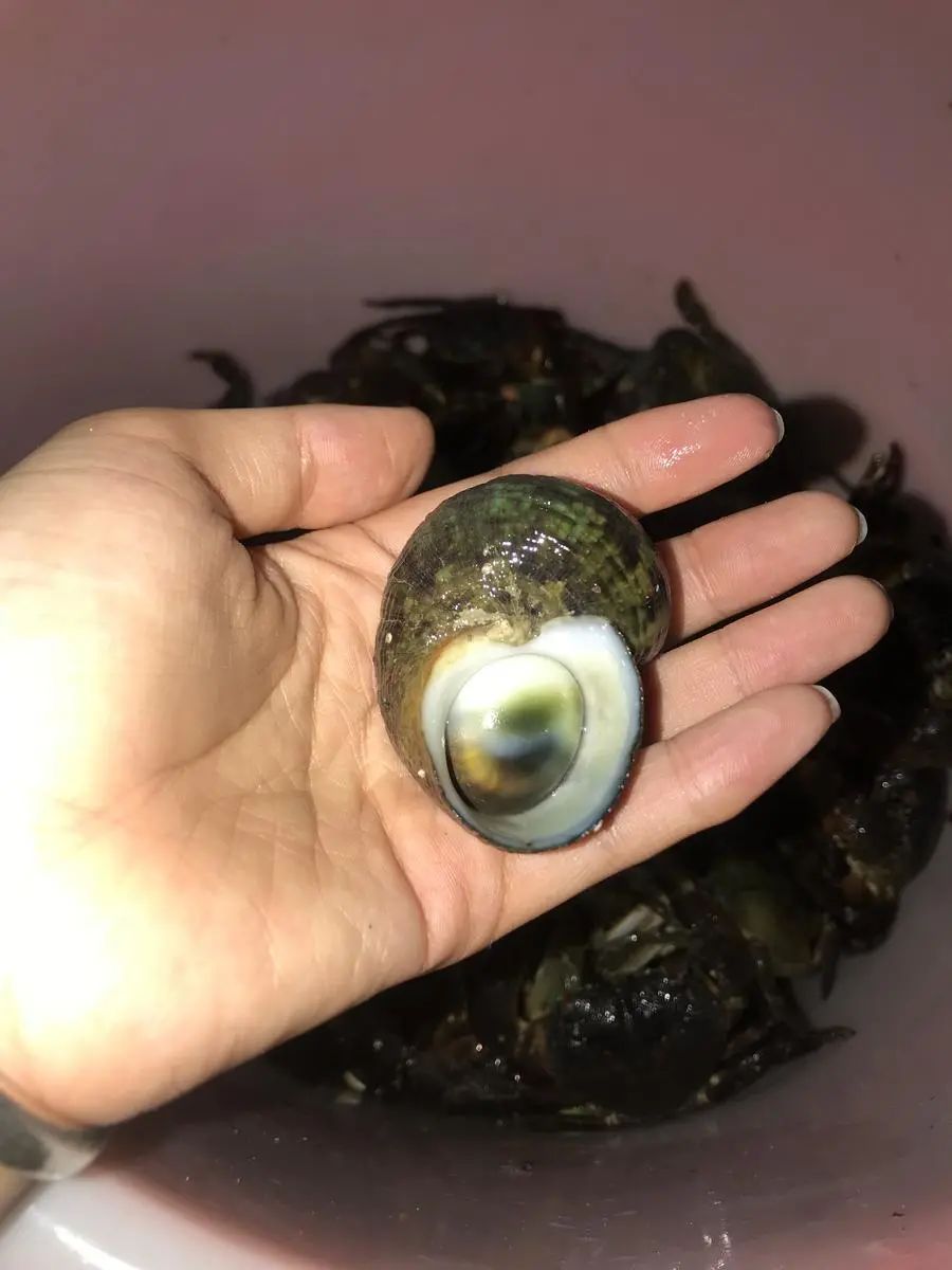 涠洲岛赶海一般能捡到牛眼螺,塔螺,小花螺,指甲螺,猪仔螺,如果带上小
