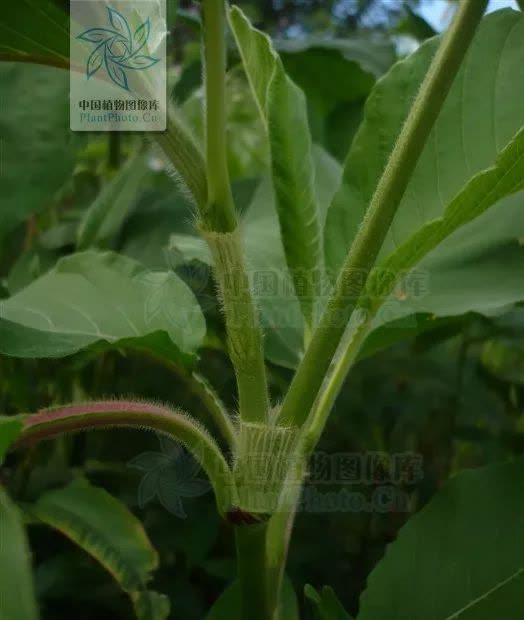 中药材:水红花子