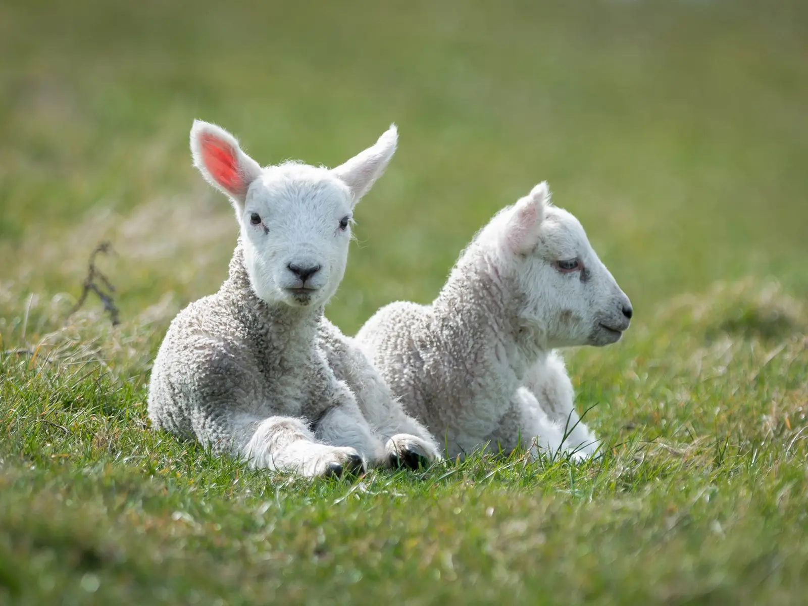 羔羊瘫软症的治疗和预防