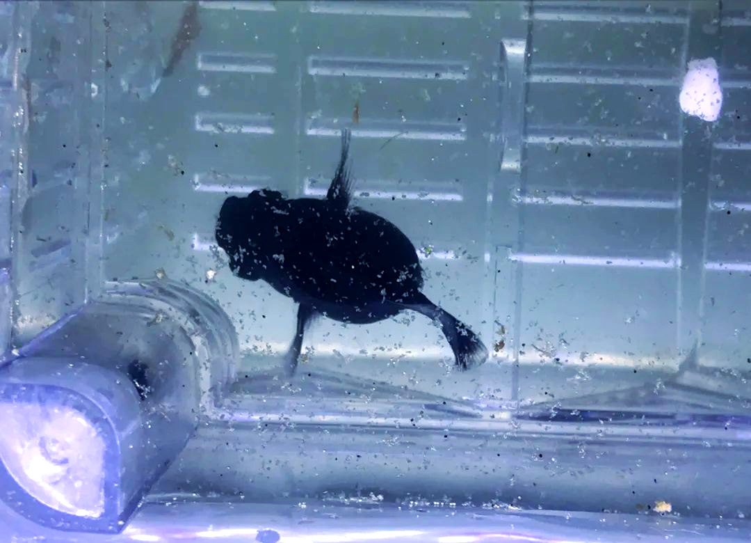 如果玛丽鱼的肚子明显鼓起,尤其是鼓起的程度达到了