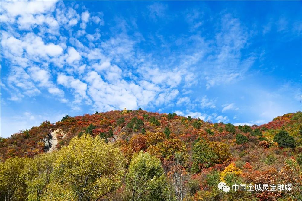 秋染灵宝寺河山,漫山红叶如画卷