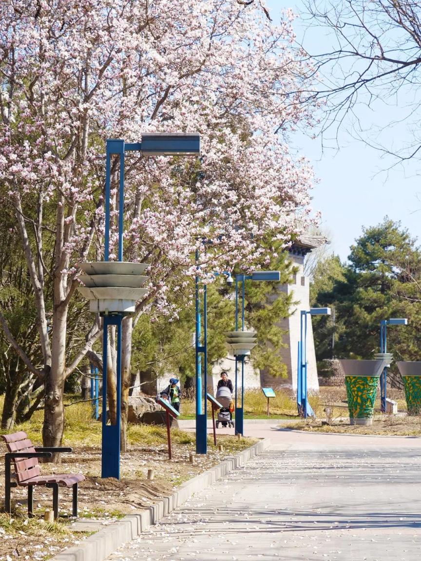 北京顺义赏花图片