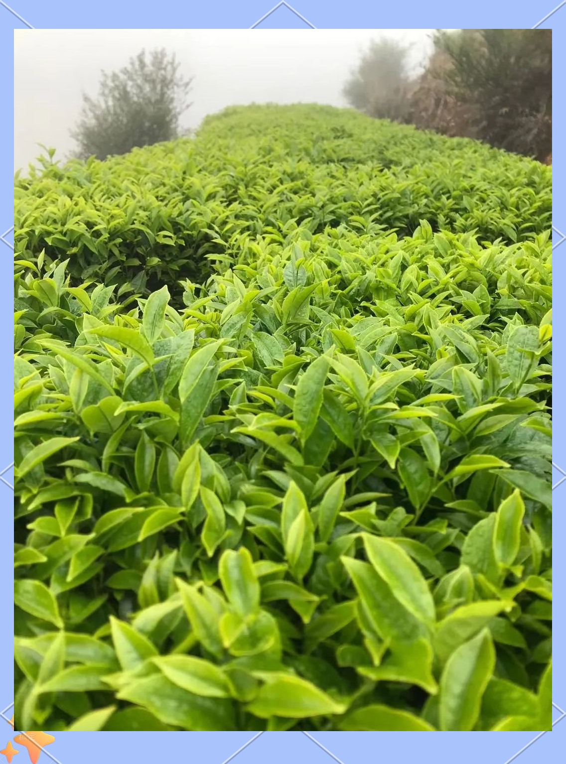 揭西大洋高山云雾茶的品质与文化之旅