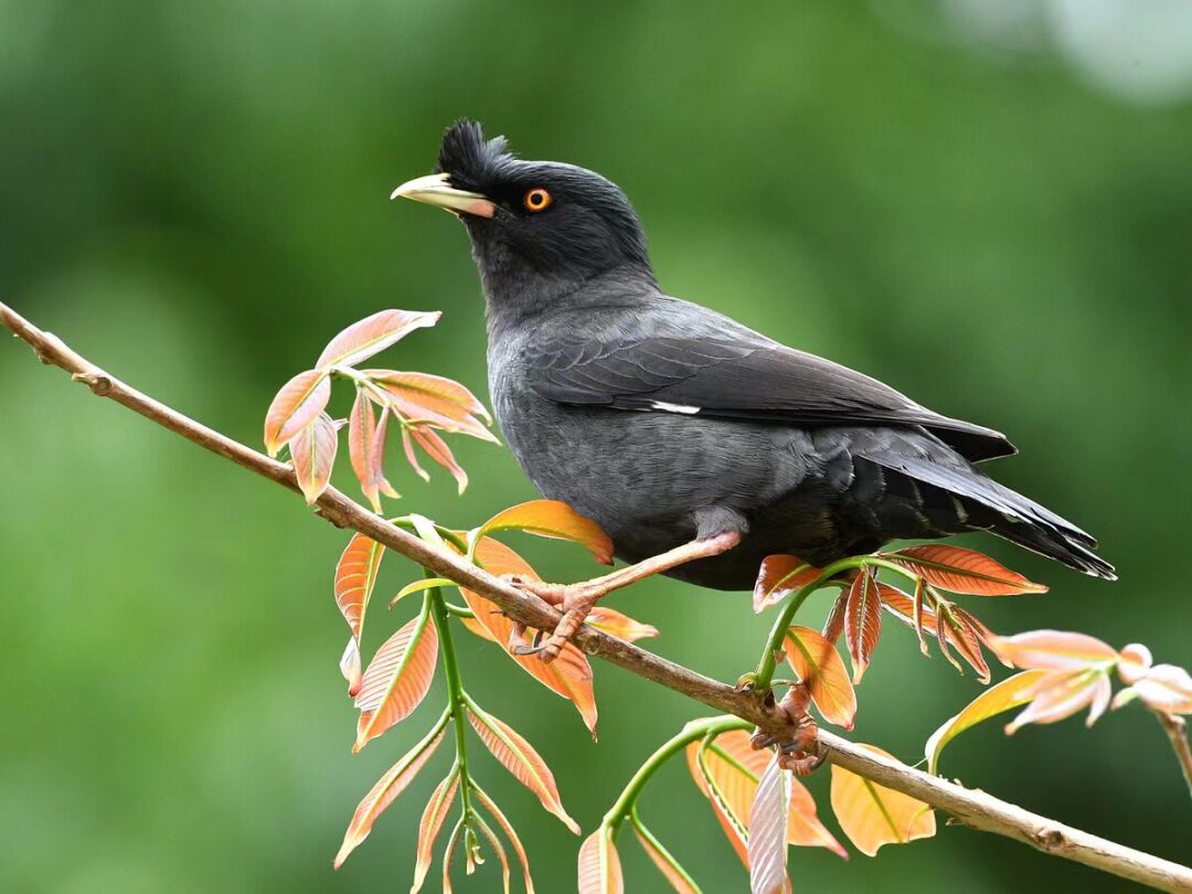 >●2024石景山赏花指南,最佳观赏期 地点>●新增充电口574个,石景山