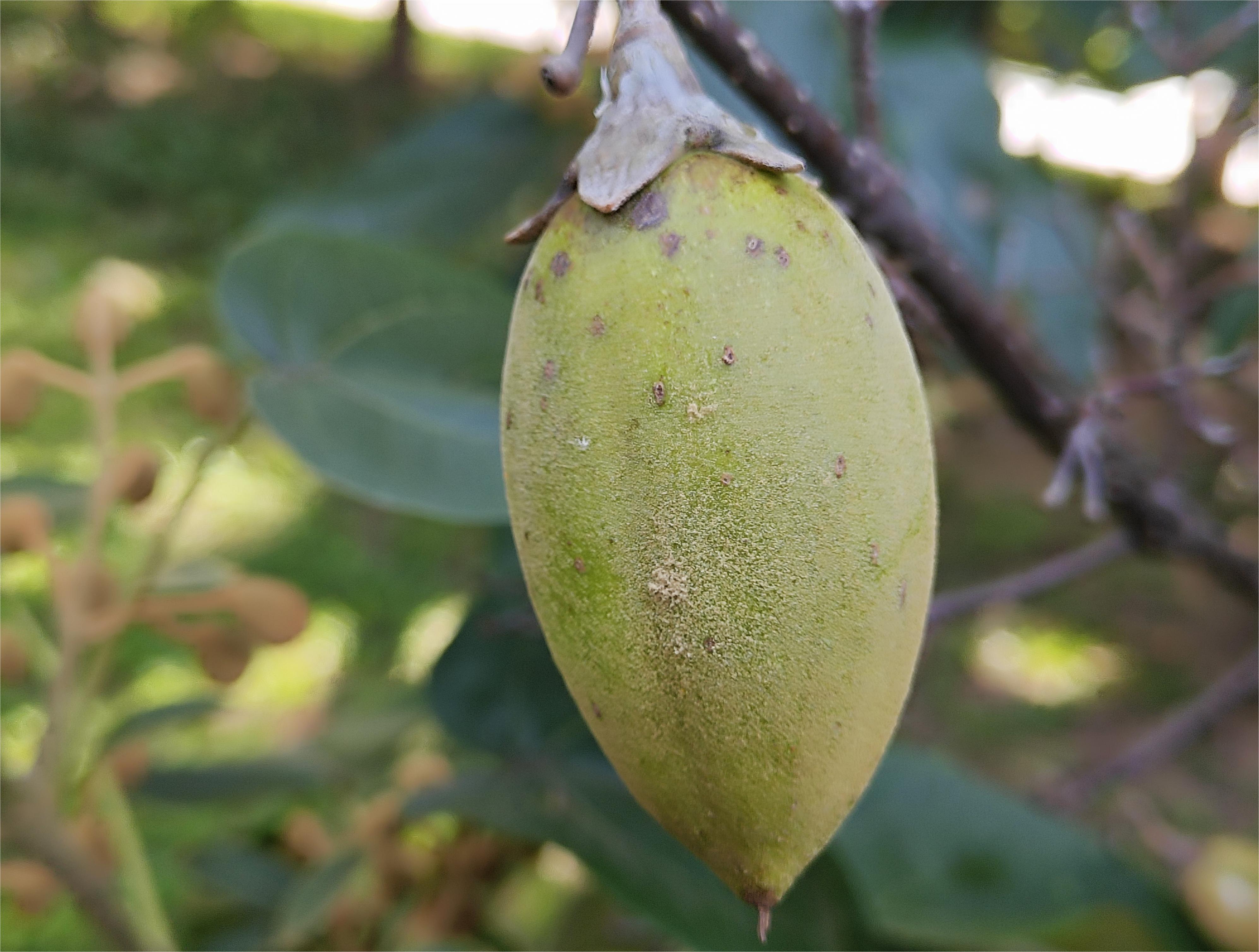 从一颗毛泡桐的果实你能看到些什么?小身体竟蕴含着大秘密!