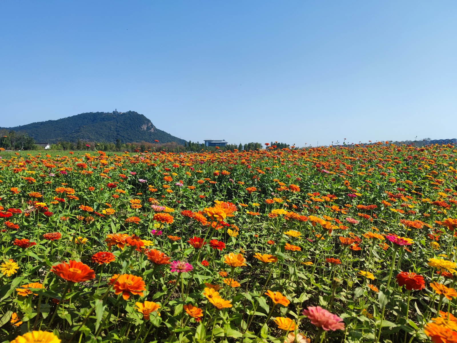 湘湖百亩花海绽放