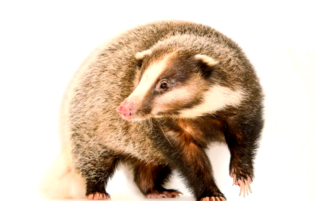 探索鼬科动物世界:獾的多样种类与特征