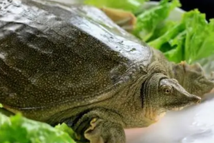 甲魚,王八和鱉是同一個生物嗎?有什麼不同?