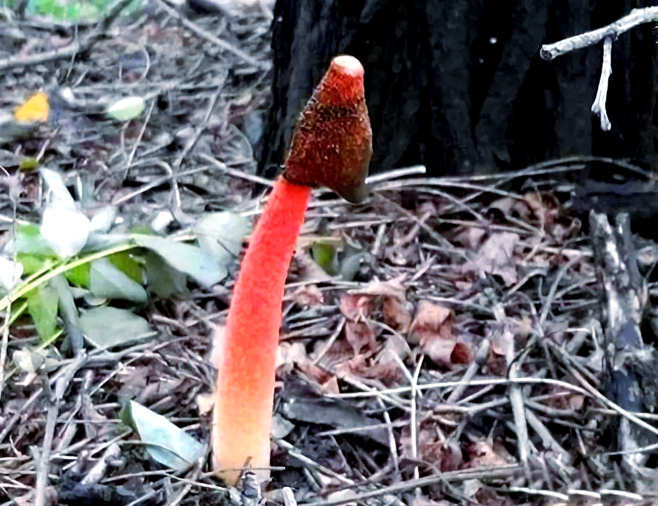 红鬼笔蘑菇:虽臭却有着堪比灵芝的功效,吸引众多男性争相食用