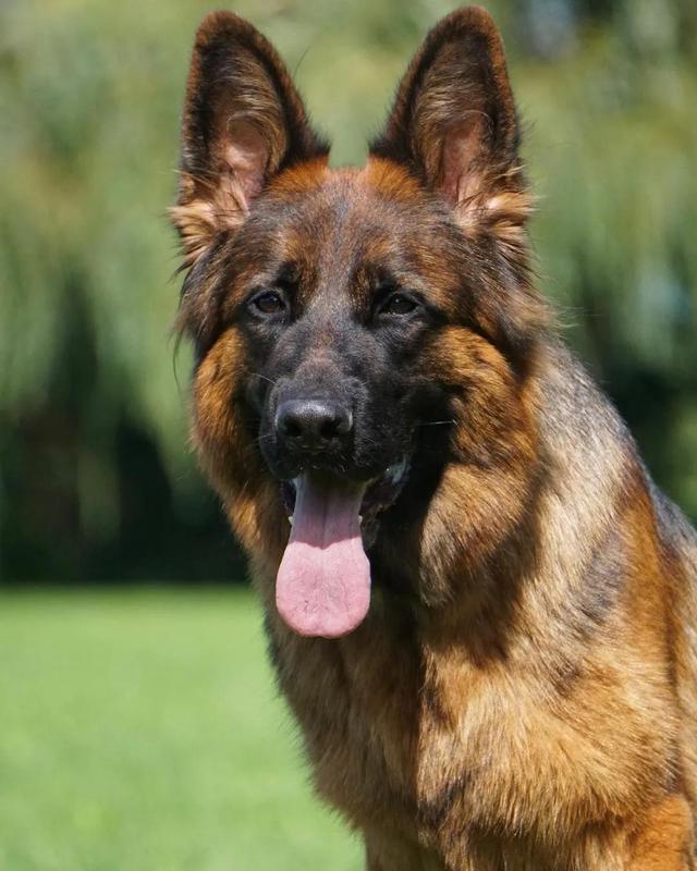 顶级德牧出售幼犬