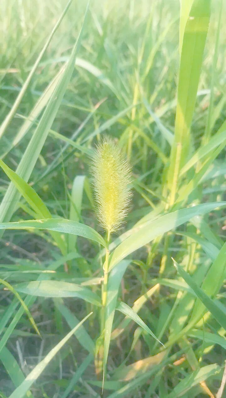 狼尾草与狗尾草的独特魅力:从田间杂草到艺术灵感