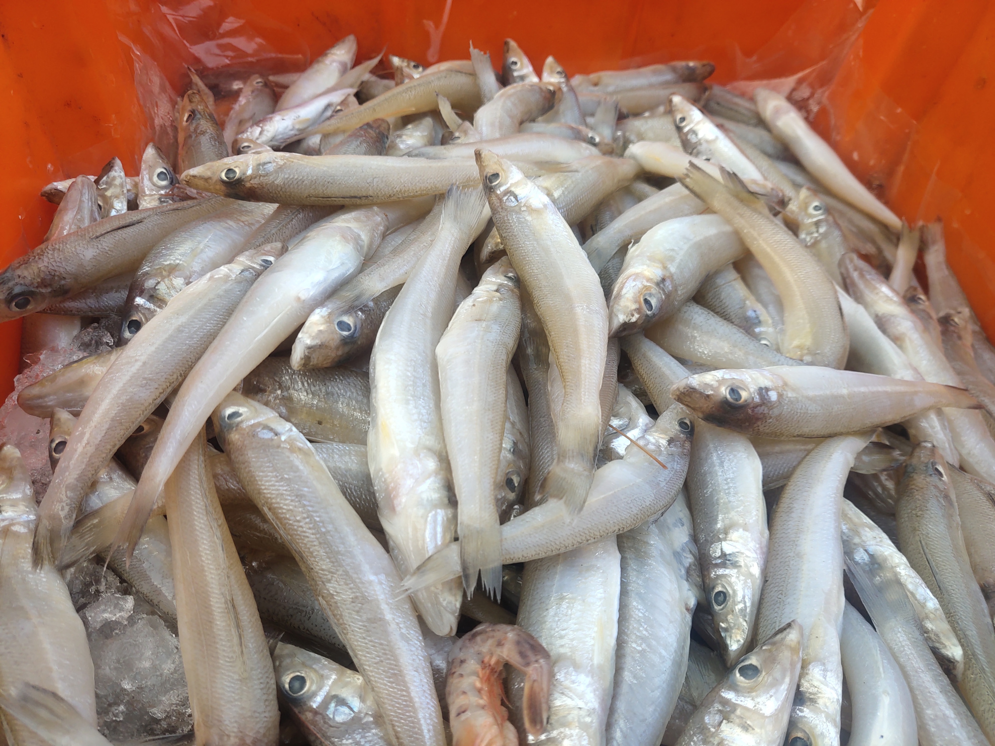 北海的海鲜种类好多啊,有的都不知道什么名字