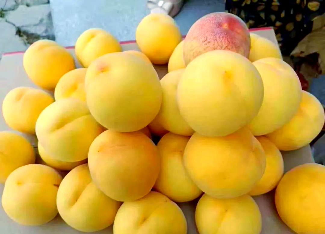 湖北锦绣黄桃:香脆软甜的完美结合