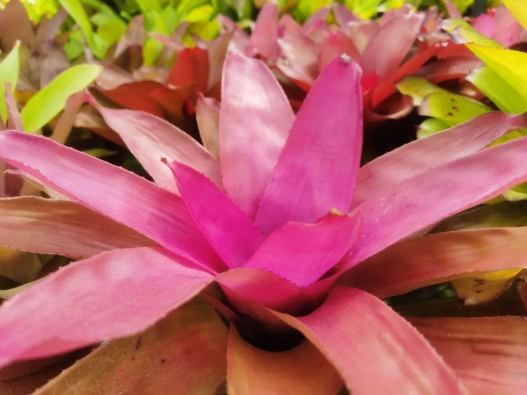 云赏花丨最灿烂的凤梨——彩叶凤梨属