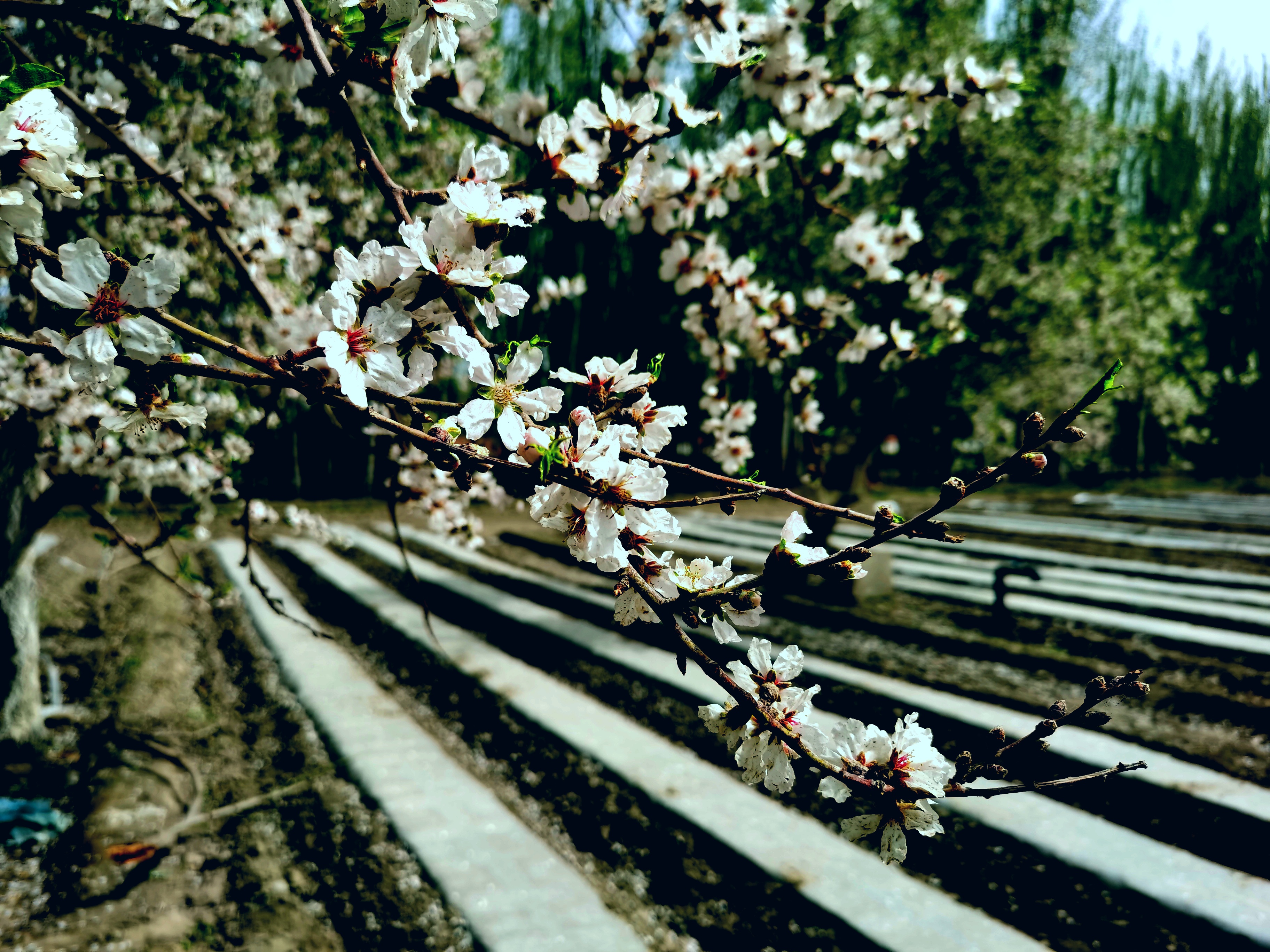 莎车巴旦木花图片