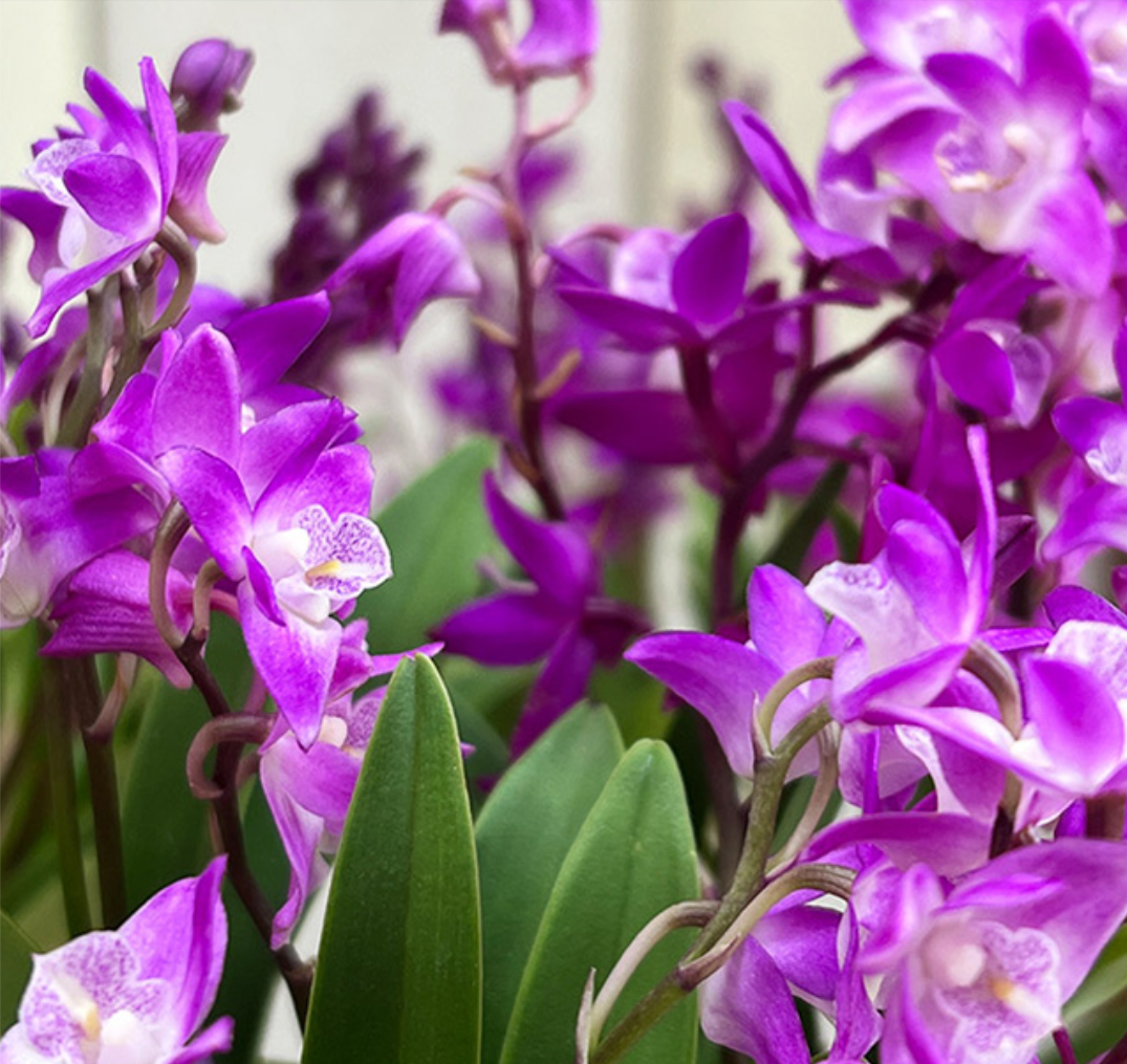 澳洲石斛兰爆芽秘籍,轻松打造花海般美丽!